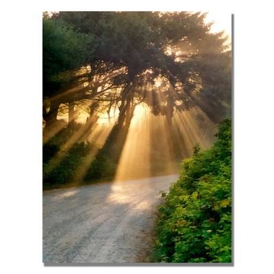 Trademark Fine Art -Michelle Calkins 'Sunlight Through Trees' Canvas Art