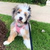 Voyager Step-In Air Dog Harness for Small and Medium Dogs - 4 of 4
