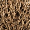Vickerman Olympia Seed Pod, Dried - 3 of 4