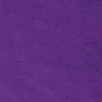 purple orchid