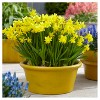 Spring Time Favorites Bulb Collection Set of 75 Bulbs - Red/Yellow/Blue - Van Zyverden - 3 of 4
