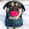 FOUFIT Paci-Chew Chew Toy for Dogs - Lips - 2 of 3