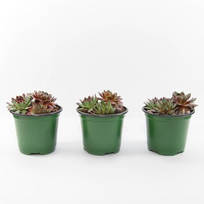 3pk Chic Charm Trio Cherry Cordial Succulent Plants - National Plant Network