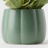 Halloween Enchanted Pumpkin Live Houseplant Green - good Little Garden™ - 2 of 4