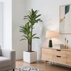 Vitalismo 5FT Artificial Dracaena Tree with 3-Natural Trunks Potted Realistic Fake Dracaena Plant Lifelike Leaves for Indoor/Outdoor Home Decor - 3 of 4