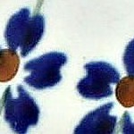 flowering peacock