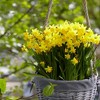 Van Zyverden 25ct Bulbs Narcissus Daffodils Tete-a-Tete for Containers - 3 of 4
