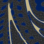 naval academy midshipmen