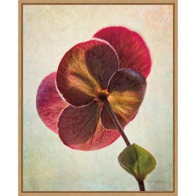 16" x 20" Lenton Rose II by Debra Van Swearingen Framed Wall Canvas - Amanti Art