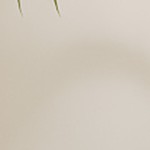 white against wood color