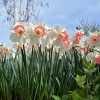 Touch Of ECO Pink Charming Daffodil Flower Bulbs - image 2 of 4