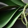 Sullivans Artificial 12" Orchid Foliage Stem, Green - 2 of 2