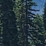 rustic pine brown narrow