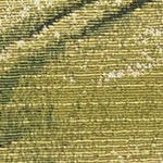 tropical leaf cream