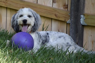 Jolly Pets - Jolly Egg Dog Toy Red / 8 in