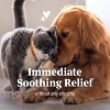 PetArmor Anti-Itch Spray for Dogs & Cats - 4 fl oz - 2 of 4