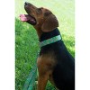 Country Brook Petz Premium Flamingos Dog Collar - 2 of 4