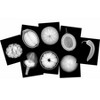 Roylco Plant X-Rays & Picture Cards, Set of 42 - 2 of 4