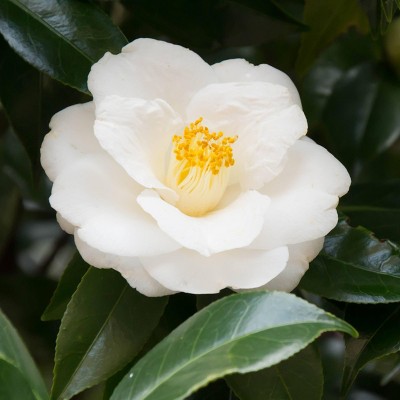 2.5 Quart White Camellia Sasanqua Shrub with Glossy Green Foliage