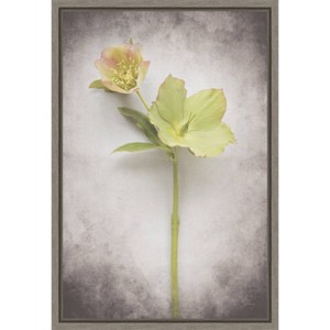 Amanti Art 16"x23" Vintage Hellebore Study II by Felicity Bradley Framed Canvas Wall Art Print: Modern Style, Polystyrene Frame - 1 of 4