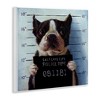 Stupell Industries Boston Terrier Jail Convicted Mugshot Wall Plaque Art - 2 of 4