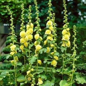 Van Zyverden 5ct Hollyhock Root Yellow - 1 of 4