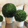 Plum & Post Boxwood 12" Faux (Fake) Ball In Pot - 2 of 2