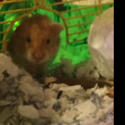 Guest review image 3 of 3, zoom in