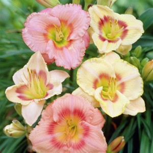Van Zyverden 5ct Roots Daylilies Pink and Yellow Candy Mixed Set - 1 of 4