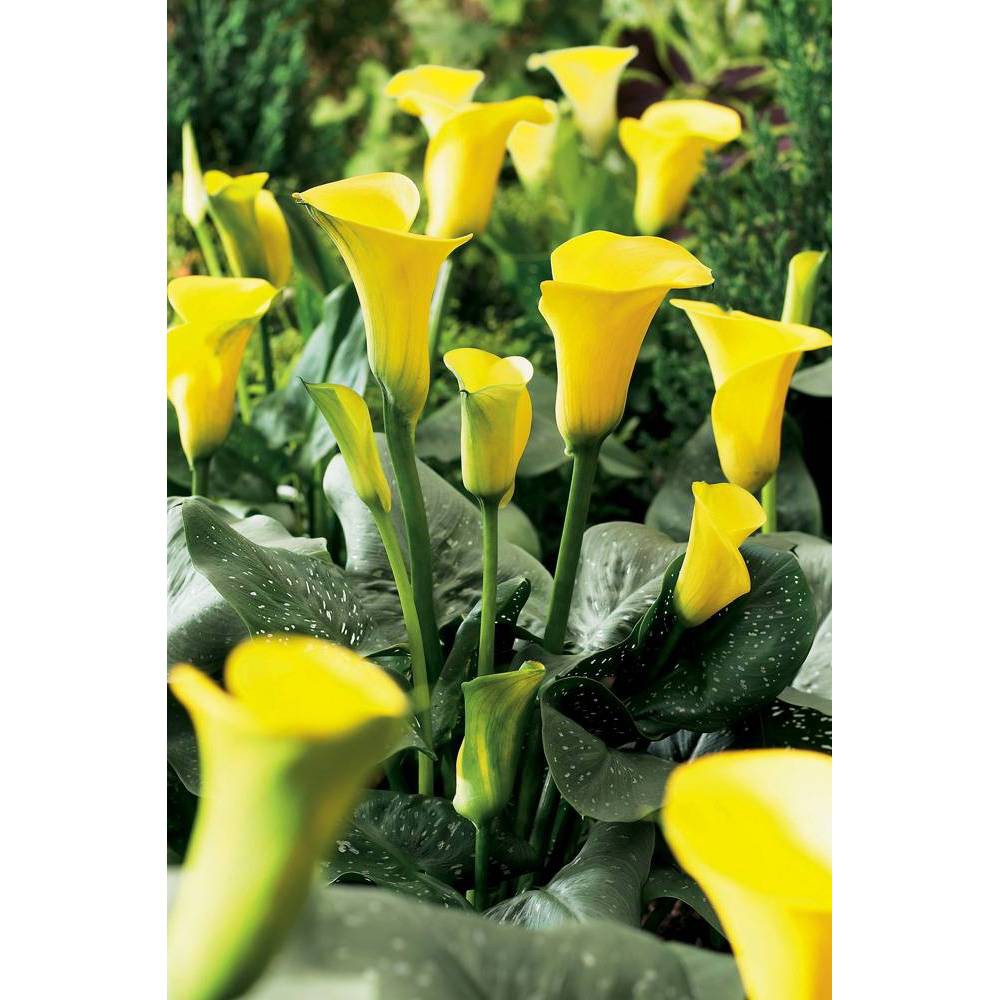 Photos - Garden & Outdoor Decoration Van Zyverden Set of 5 Callas Sunshine Bulbs