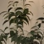 blue cushion/brown wicker