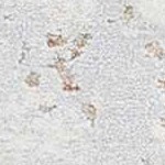 light gray, medium gray, medium brown, gray