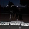 Country Brook Petz Deluxe Reflective Nylon Dog Collar - 3 of 4