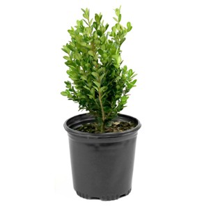 Boxwood 'Wintergreen' U.S.D.A. Hardiness Zones 4-9 Cottage Hill - 1 of 4