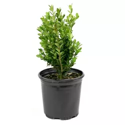 Boxwood 'Wintergreen' 1pc U.S.D.A. Hardiness Zones 4-9 National Plant Network 2.25gal