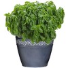 Classic Home and Garden Indoor/Outdoor Round Corinthian Resin Flower Pot Planter - 3 of 4