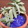 Organic Mechanics 2nd Sand Recycled Glass Terrarium, Planter & DIY Art Filler - 4 of 4