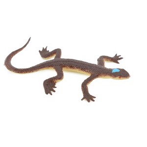 Collectible Wildlife Gifts | Lizard, Brown Lizard Blue Spot on Head, Rubber Reptile Toy, Realistic Figure, Model, Gift,    2 1/2"     F6067 B380 - 1 of 4