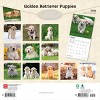 BrownTrout Golden Retriever Puppies 2026 12"x24" Hanging Square Wall Calendar Plastic-Free - 2 of 4