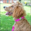 Country Brook Petz Premium Nylon Dog Collar with Metal Buckle for Small Medium Large Breeds - Vibrant 30+ Color Selection - 4 of 4