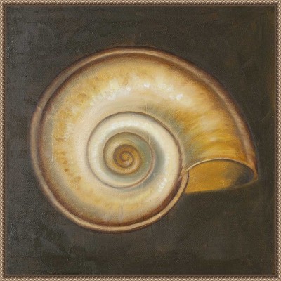 Amanti Art Seashell I by Patricia Pinto Canvas Wall Art Print Framed 22 x 22-in.