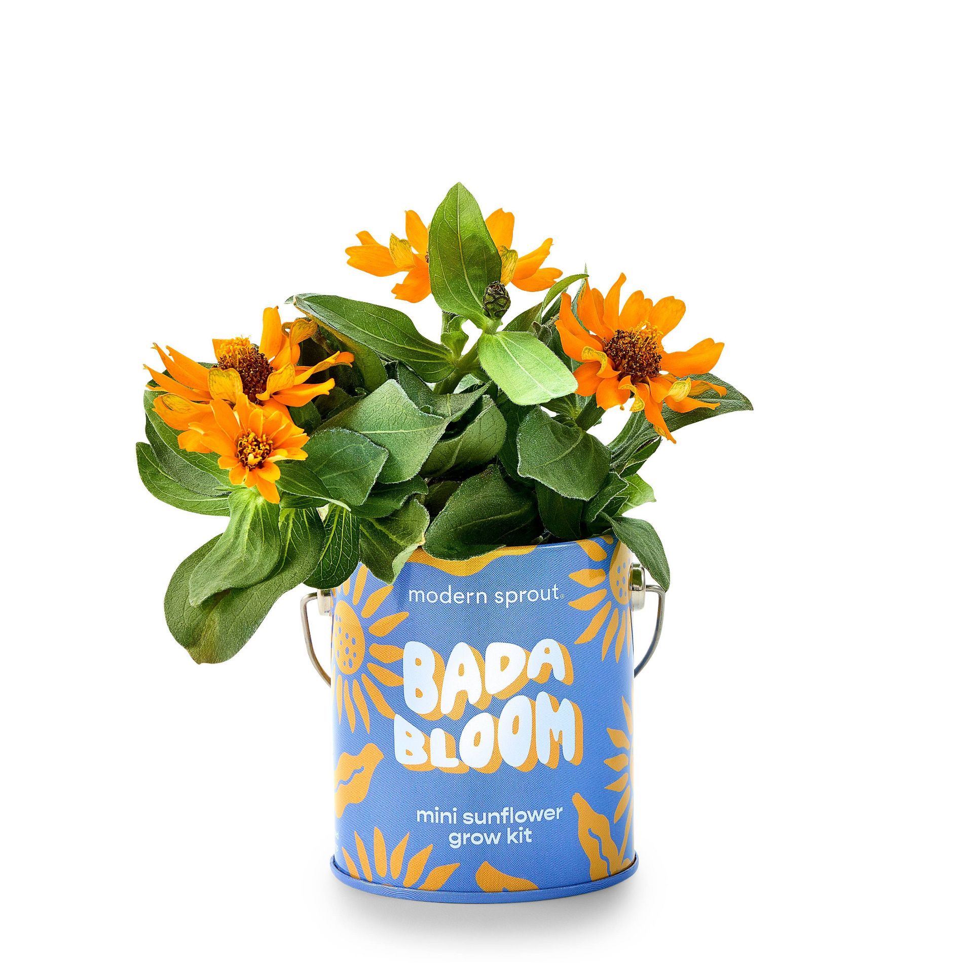 Modern Sprout Sunflower Complimentary Color Grow Bada Bloom Seed Starter Kit
