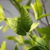 Sullivans Artificial 62" Ruscus & Twig Garland, Green - 2 of 4