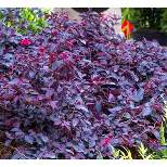 2gal Southern Living 'Red Diamond' Loropetalum Plant with Red Blooms - National Plant Network