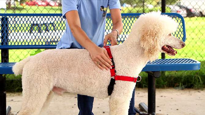 PetSafe Easy Walk Adjustable Dog Harness, 2 of 11, play video