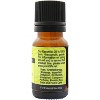 Plantlife Basil Essential Oil – 100% Pure & Therapeutic Grade – Natural, Undiluted & Steam-Distilled – No Additives or Fillers – Aromatherapy – 10ml - 2 of 2