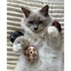 Haute Diggity Kitty by Haute Diggity Dog KV Balls (Checker) Crinkle Cat Toy with Catnip - 2 of 3