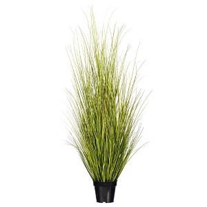 Green/Brown Switchgrass Potted - 1 of 4