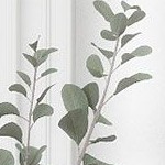 oak