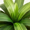 5-6ft UV & Sunproof Artificial Dracaena Tree for Indoor/Outdoor - Faux Silk Plant in Tall Planter, Tall Faux Tree for Home & Garden Decor - 3 of 4